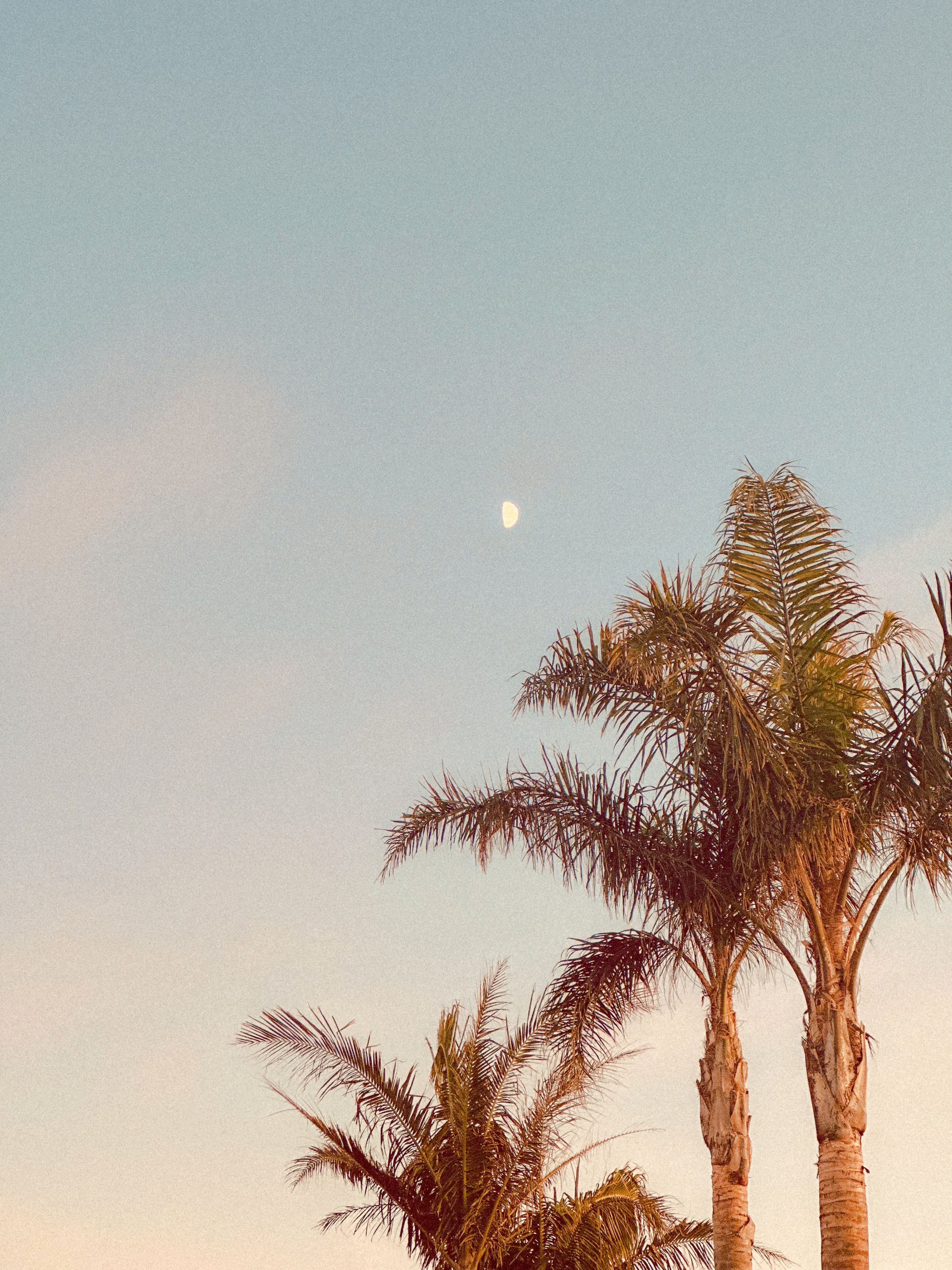Tropical Art